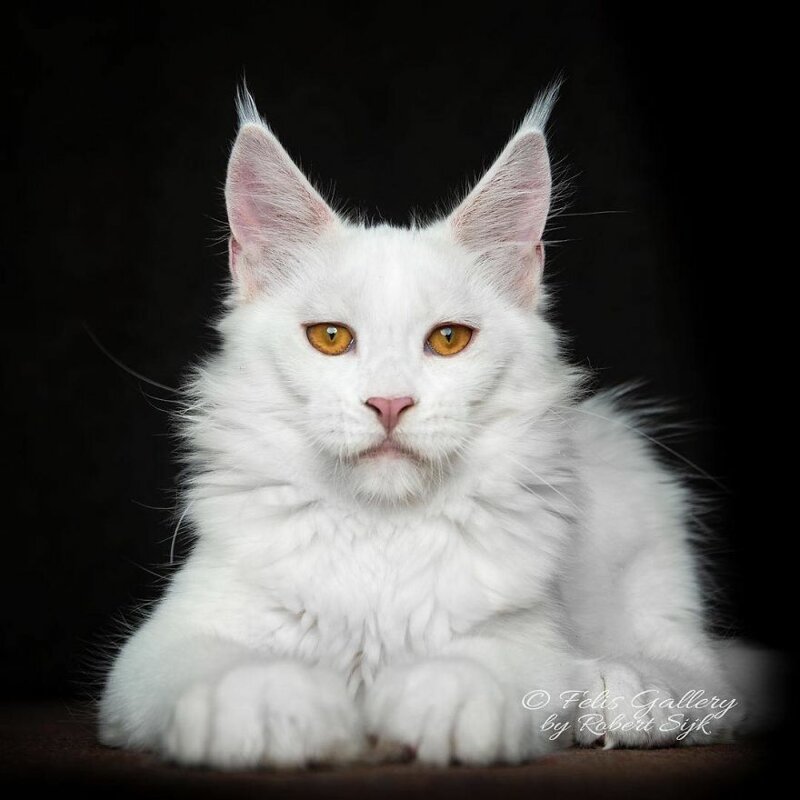 Фотография: Магическая красота мейнкунов, самых крупных кошек №46 - BigPicture.ru
