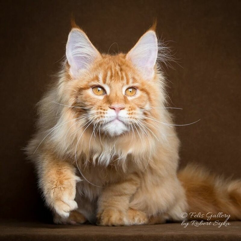 Фотография: Магическая красота мейнкунов, самых крупных кошек №47 - BigPicture.ru