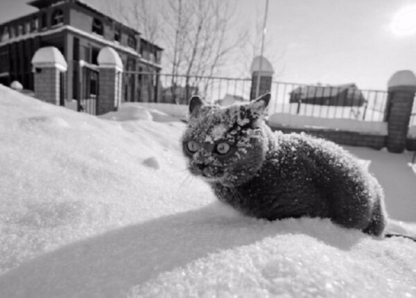 20 фото, доказывающих, что кошки не созданы для зимы