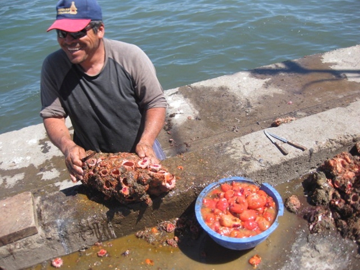 Фотография: На рыбных рынках Чили можно приобрести деликатес - живые камни №4 - BigPicture.ru