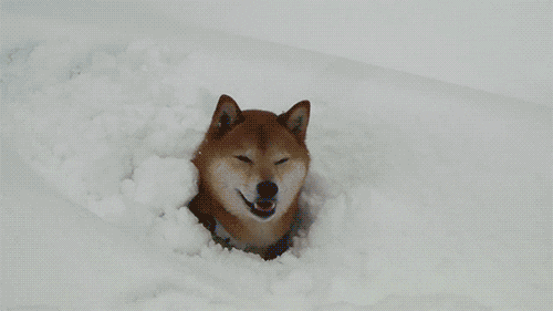 17 чертовски милых гифок с собаками, которые очень любят снег