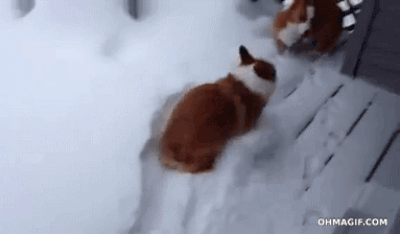 Фотография: 17 чертовски милых гифок с собаками, которые очень любят снег №6 - BigPicture.ru
