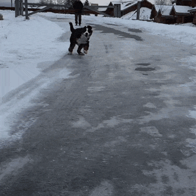 Фотография: 17 чертовски милых гифок с собаками, которые очень любят снег №3 - BigPicture.ru