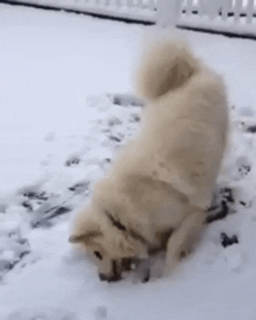 Фотография: 17 чертовски милых гифок с собаками, которые очень любят снег №18 - BigPicture.ru