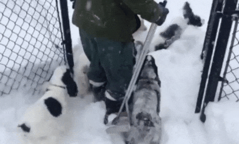 Фотография: 17 чертовски милых гифок с собаками, которые очень любят снег №13 - BigPicture.ru
