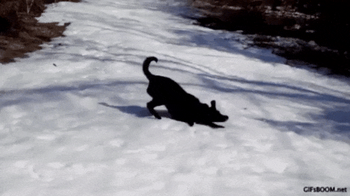 Фотография: 17 чертовски милых гифок с собаками, которые очень любят снег №10 - BigPicture.ru