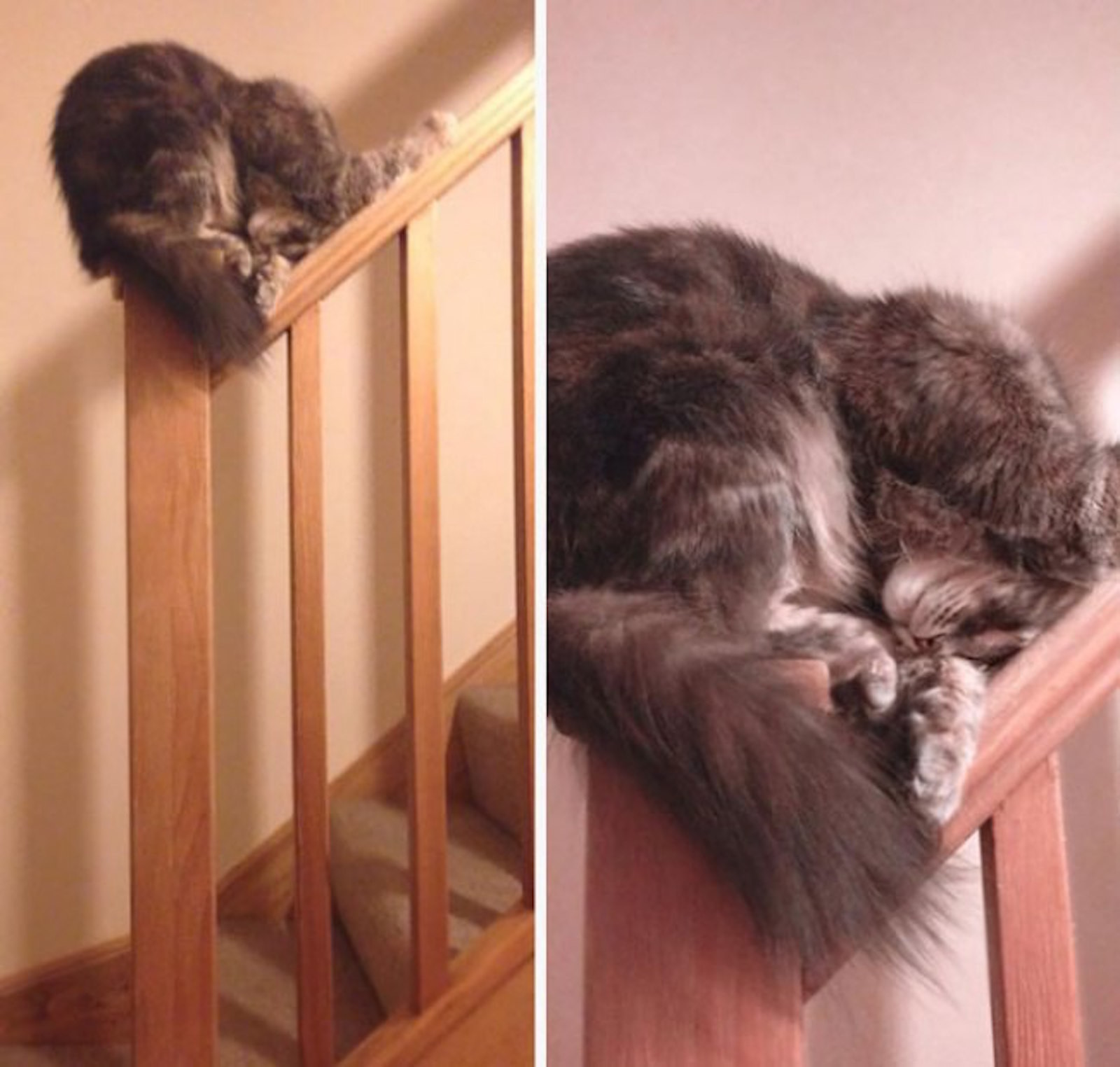 Фотография: Странная кошачья логика, которую человеку никогда не постичь №8 - BigPicture.ru