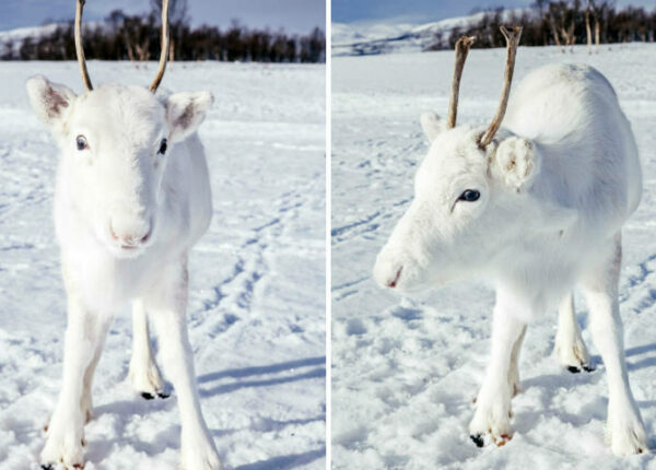 Предрождествеское чудо: редкий белоснежный олененок вышел к фотографу в Норвегии