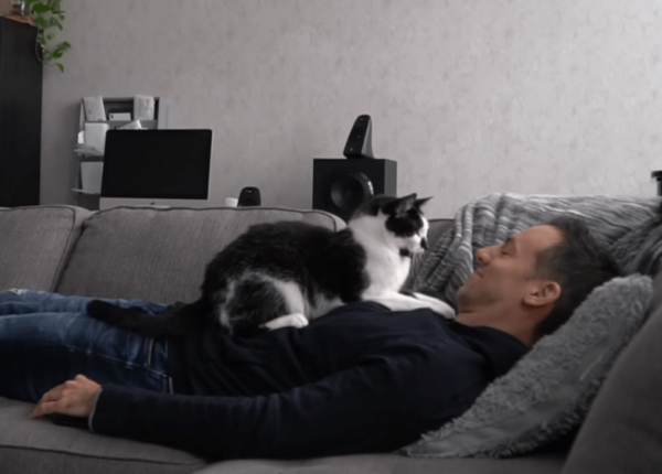 Видео с котиками растрогало пользователей: как коты скучают по своему хозяину