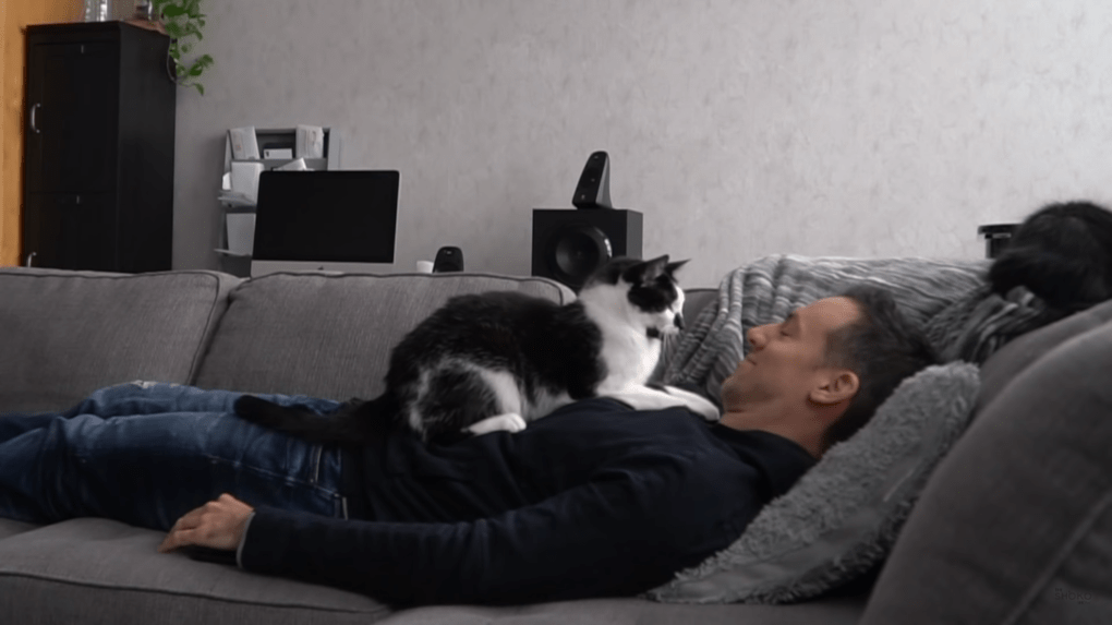 Фотография: Видео с котиками растрогало пользователей: как коты скучают по своему хозяину №1 - BigPicture.ru