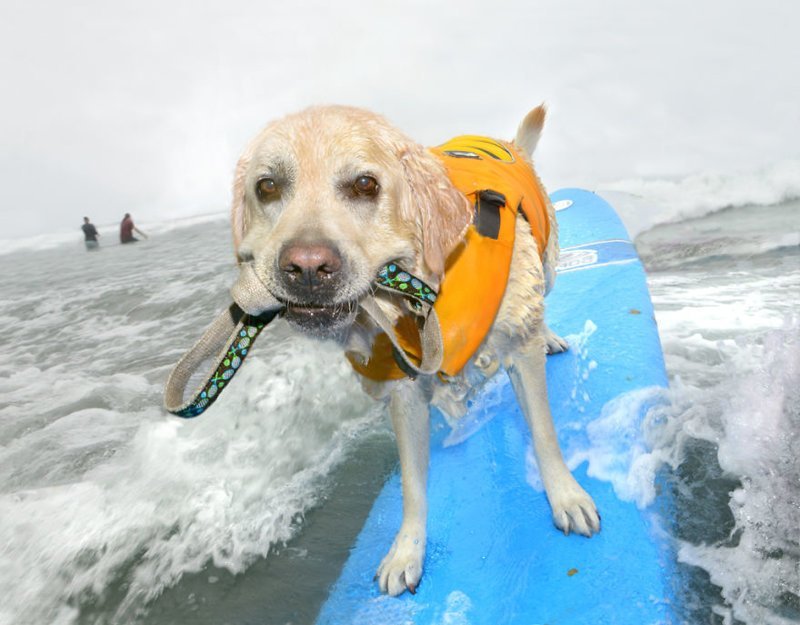 Фотография: Легкий способ убежать от печалей — вслед за собакой! №7 - BigPicture.ru