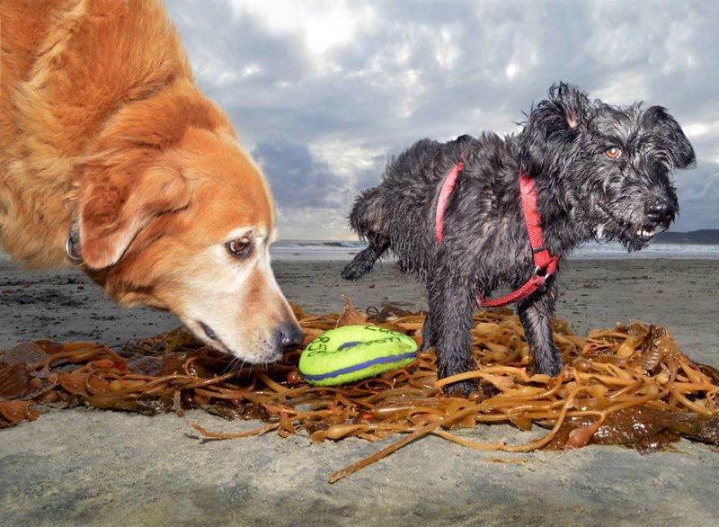 Фотография: Легкий способ убежать от печалей — вслед за собакой! №18 - BigPicture.ru