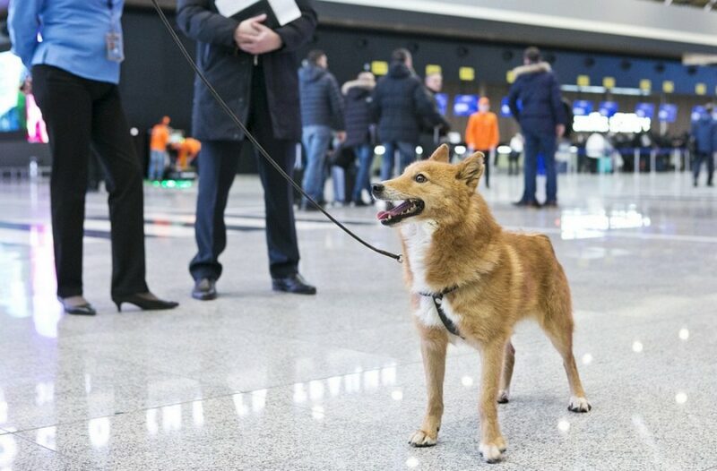 Фотография: Шакал + лайка: в России вывели новую породу собак — шалайка №4 - BigPicture.ru