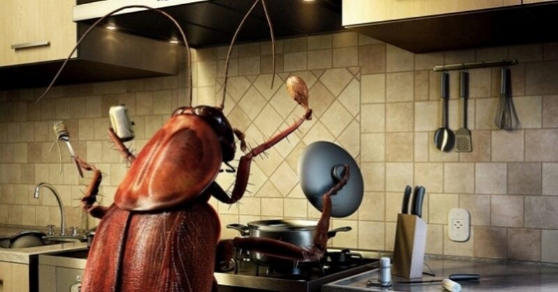 Фотография: Любовь зла: японец рассказал о своем романе с самкой таракана №1 - BigPicture.ru