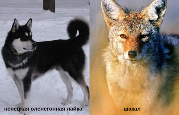 Фотография: Шакал + лайка: в России вывели новую породу собак — шалайка №6 - BigPicture.ru