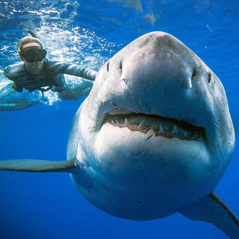 Фотография: Красавица и чудовища: смелая модель с Гавайев спасает белых акул №2 - BigPicture.ru