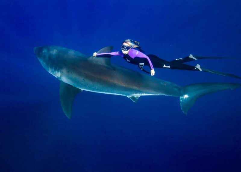 Фотография: Красавица и чудовища: смелая модель с Гавайев спасает белых акул №10 - BigPicture.ru