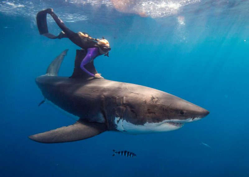 Фотография: Красавица и чудовища: смелая модель с Гавайев спасает белых акул №7 - BigPicture.ru