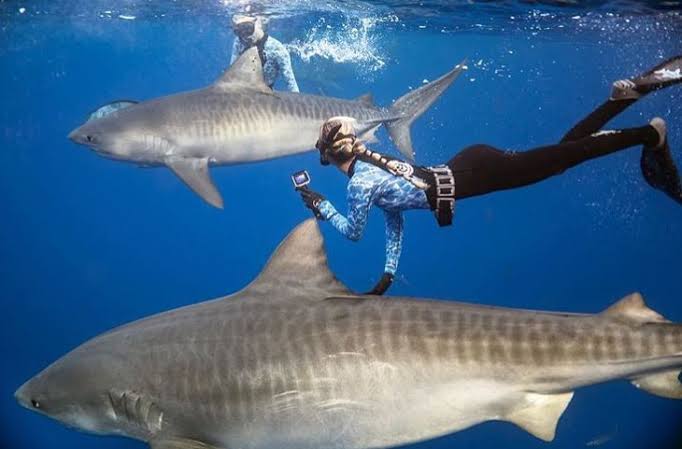 Фотография: Красавица и чудовища: смелая модель с Гавайев спасает белых акул №6 - BigPicture.ru