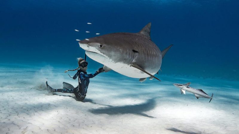 Фотография: Красавица и чудовища: смелая модель с Гавайев спасает белых акул №1 - BigPicture.ru