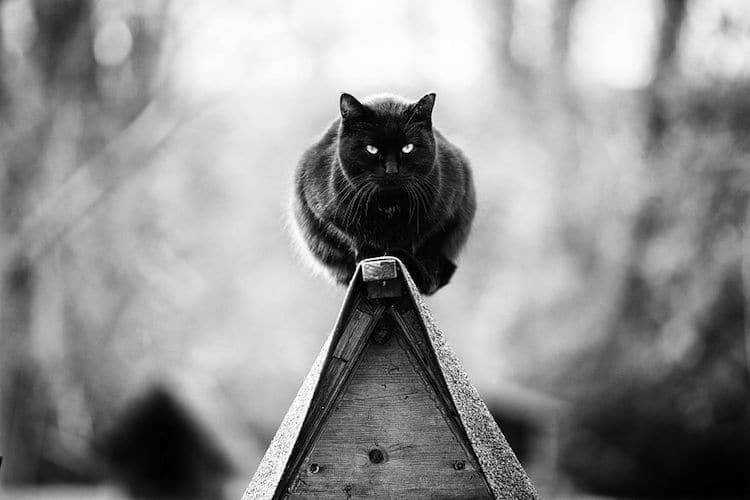 Фотография: Без кота и жизнь не та: уравновешенные коты-акробаты демонстрируют чудеса баланса №5 - BigPicture.ru