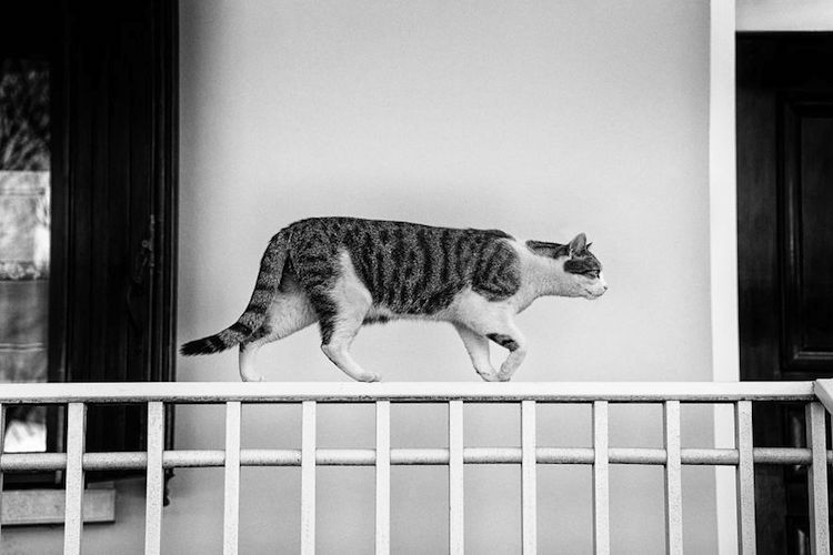 Фотография: Без кота и жизнь не та: уравновешенные коты-акробаты демонстрируют чудеса баланса №6 - BigPicture.ru
