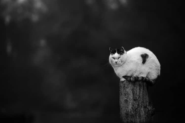 Фотография: Без кота и жизнь не та: уравновешенные коты-акробаты демонстрируют чудеса баланса №7 - BigPicture.ru
