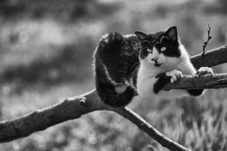 Фотография: Без кота и жизнь не та: уравновешенные коты-акробаты демонстрируют чудеса баланса №8 - BigPicture.ru