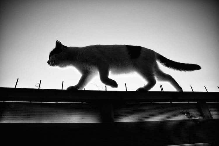 Фотография: Без кота и жизнь не та: уравновешенные коты-акробаты демонстрируют чудеса баланса №11 - BigPicture.ru
