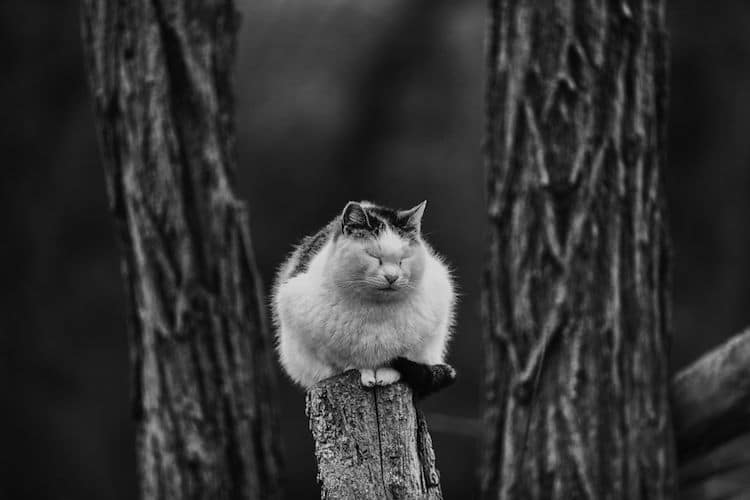 Фотография: Без кота и жизнь не та: уравновешенные коты-акробаты демонстрируют чудеса баланса №15 - BigPicture.ru