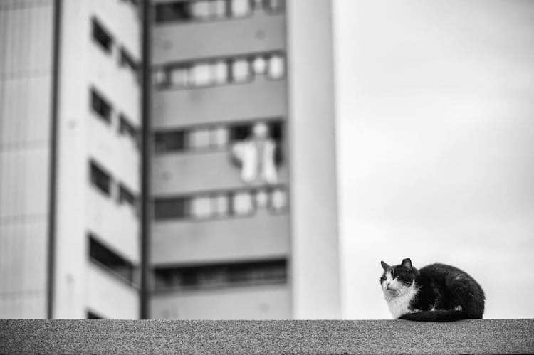 Фотография: Без кота и жизнь не та: уравновешенные коты-акробаты демонстрируют чудеса баланса №22 - BigPicture.ru