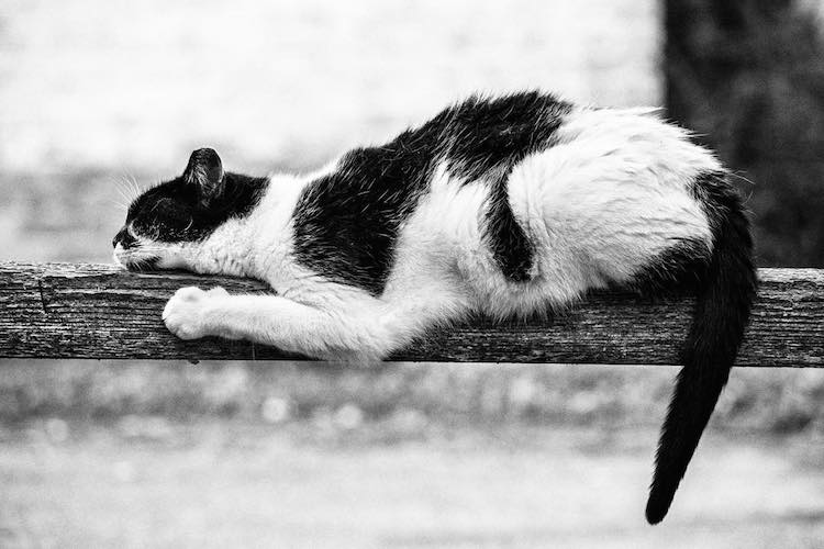 Фотография: Без кота и жизнь не та: уравновешенные коты-акробаты демонстрируют чудеса баланса №26 - BigPicture.ru