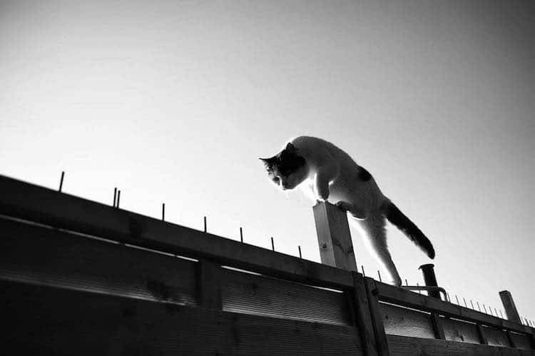 Фотография: Без кота и жизнь не та: уравновешенные коты-акробаты демонстрируют чудеса баланса №27 - BigPicture.ru
