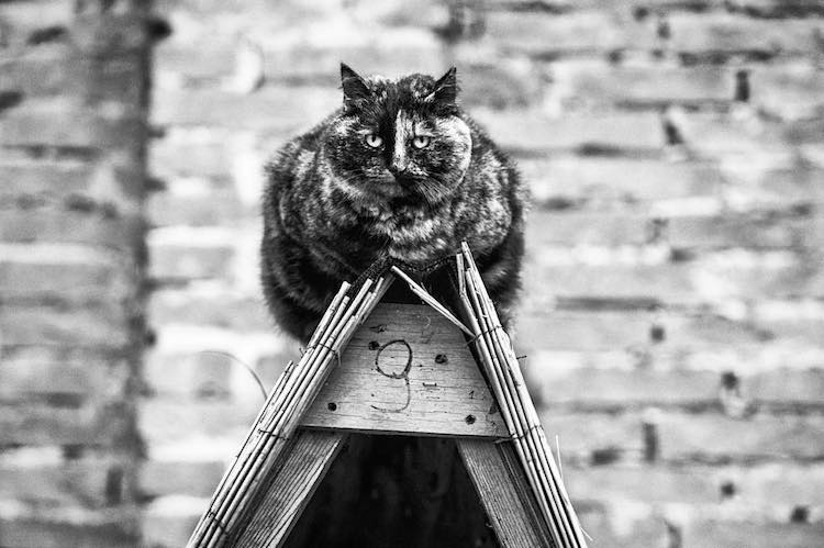 Фотография: Без кота и жизнь не та: уравновешенные коты-акробаты демонстрируют чудеса баланса №28 - BigPicture.ru