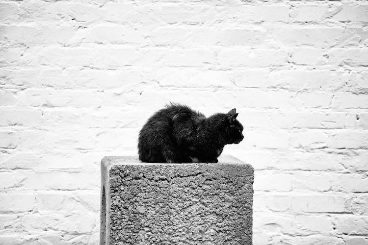 Фотография: Без кота и жизнь не та: уравновешенные коты-акробаты демонстрируют чудеса баланса №29 - BigPicture.ru