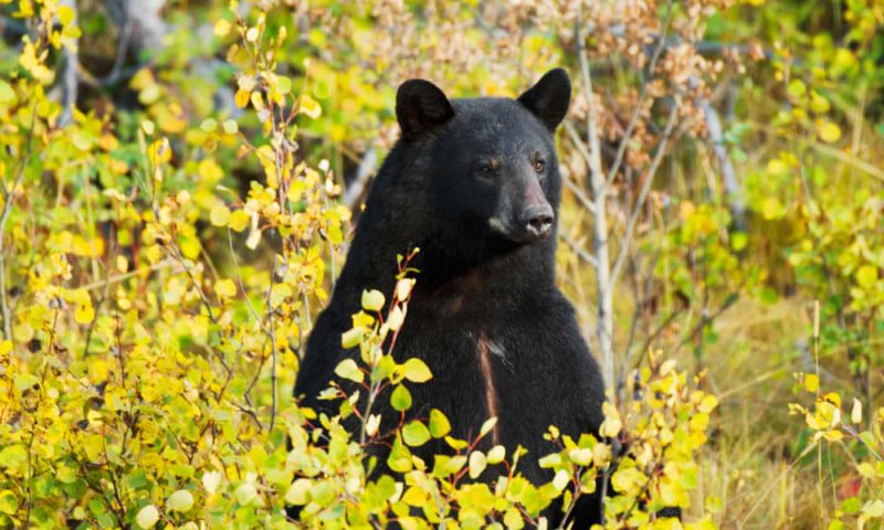 Фотография: Медвежья услуга: огромный зверь бережно охранял 3-летнего мальчика, который заблудился в лесу №4 - BigPicture.ru