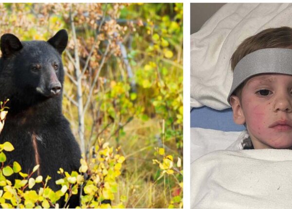 Медвежья услуга: огромный зверь бережно охранял 3-летнего мальчика, который заблудился в лесу