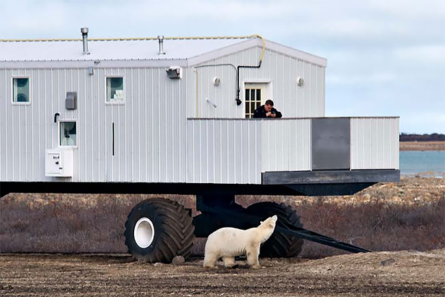 Фотография: Ночь с белыми медведями: первый арктический отель на колесах №2 - BigPicture.ru