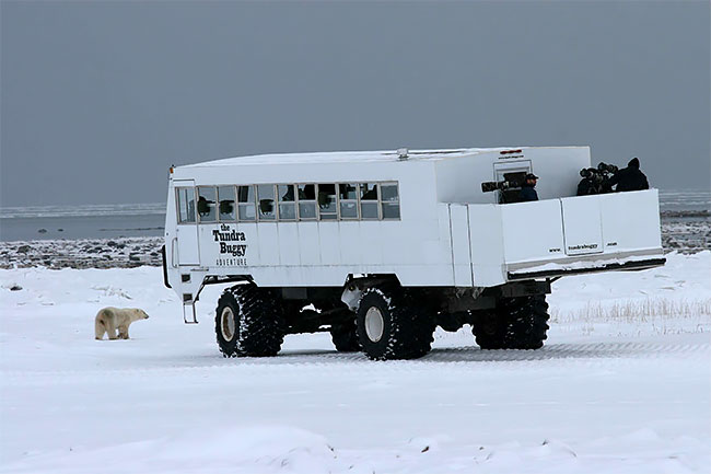 Фотография: Ночь с белыми медведями: первый арктический отель на колесах №6 - BigPicture.ru