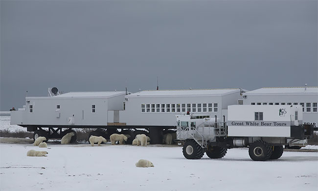Ночь с белыми медведями: первый арктический отель на колесах