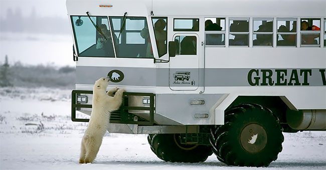Фотография: Ночь с белыми медведями: первый арктический отель на колесах №5 - BigPicture.ru