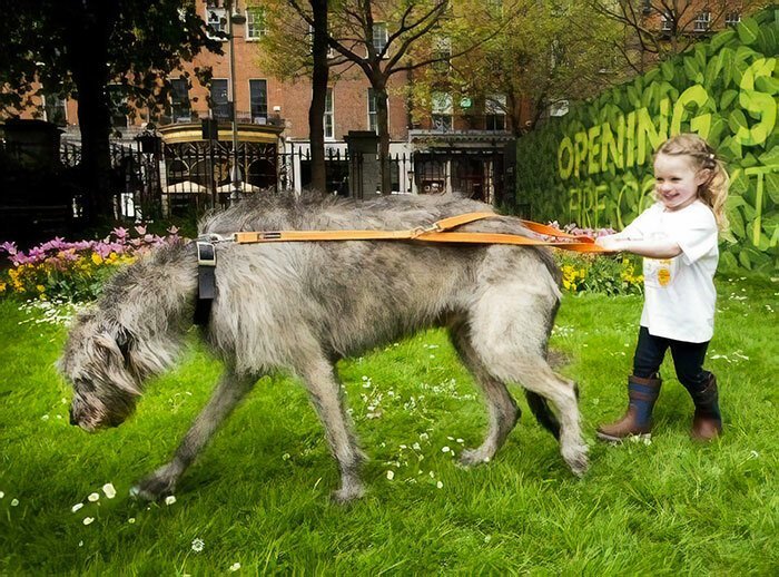 Фотография: Огромные, смешные, добрые: 45 ирландских волкодавов, которые поразят своими размерами №34 - BigPicture.ru