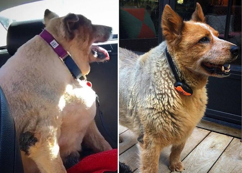 Фотография: 20 фотографий собак до и после того, как они взяли себя в лапы и смогли похудеть №1 - BigPicture.ru