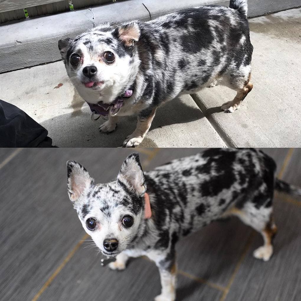 Фотография: 20 фотографий собак до и после того, как они взяли себя в лапы и смогли похудеть №3 - BigPicture.ru