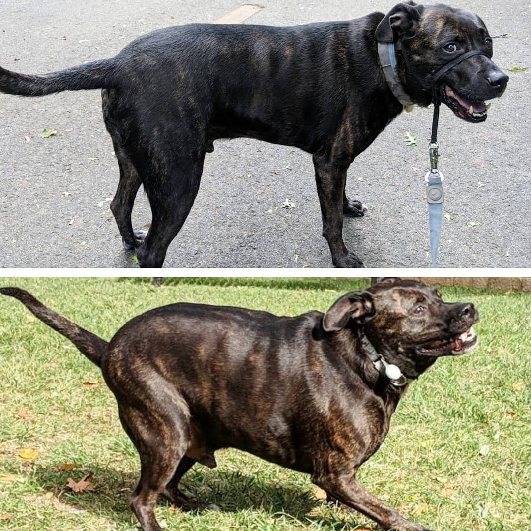 Фотография: 20 фотографий собак до и после того, как они взяли себя в лапы и смогли похудеть №6 - BigPicture.ru