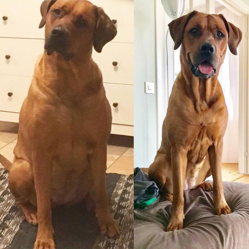 Фотография: 20 фотографий собак до и после того, как они взяли себя в лапы и смогли похудеть №7 - BigPicture.ru