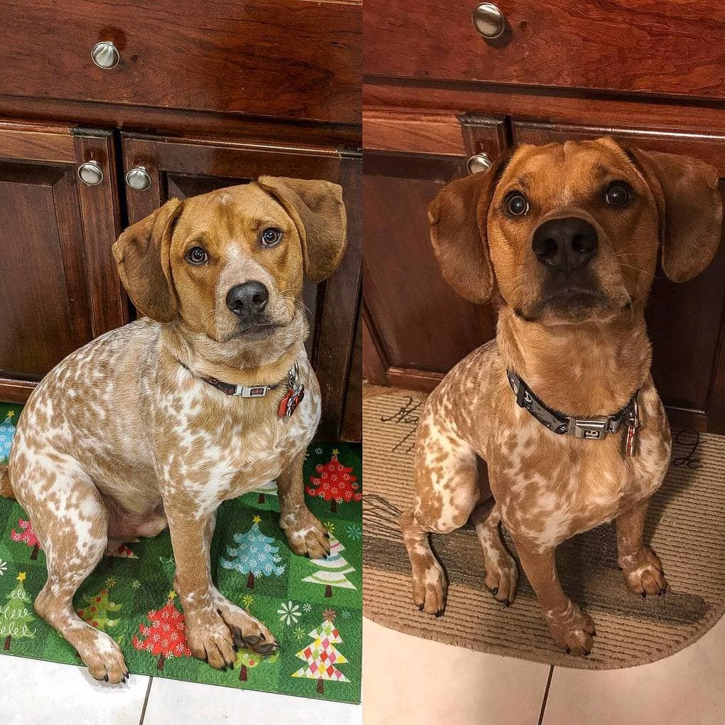 Фотография: 20 фотографий собак до и после того, как они взяли себя в лапы и смогли похудеть №8 - BigPicture.ru
