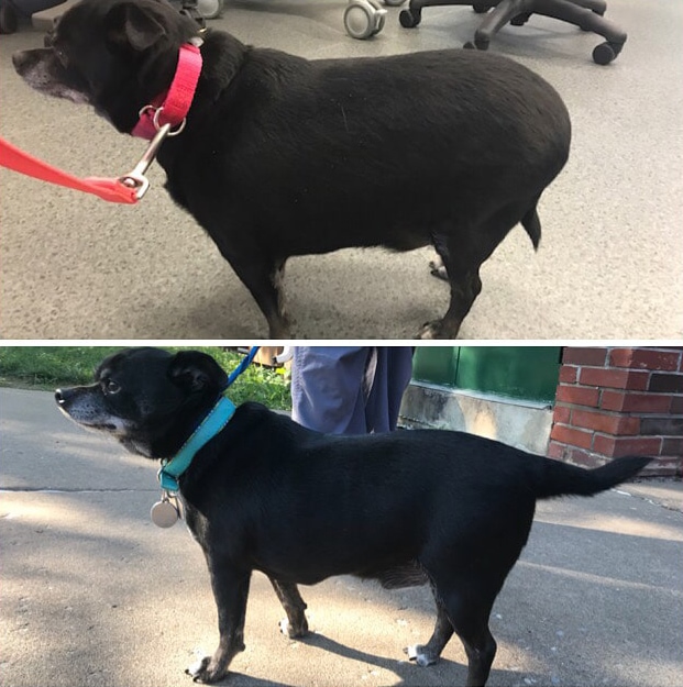 Фотография: 20 фотографий собак до и после того, как они взяли себя в лапы и смогли похудеть №9 - BigPicture.ru