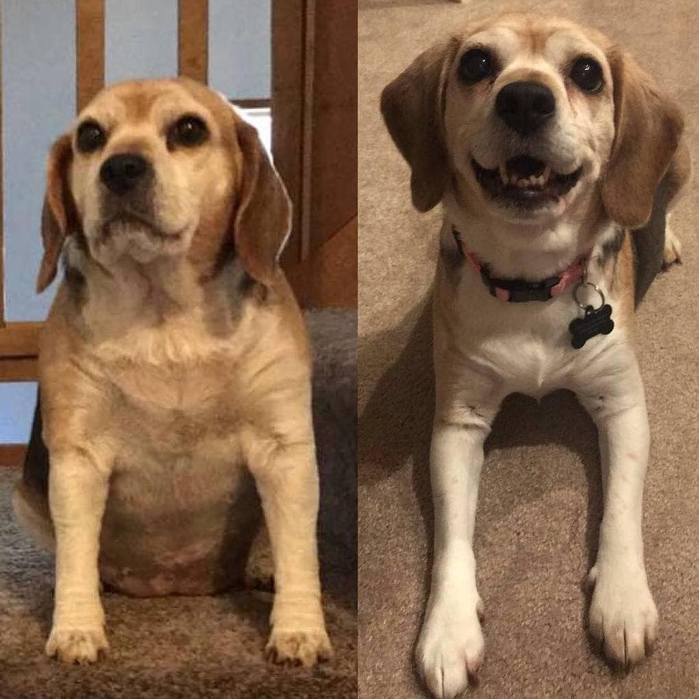 Фотография: 20 фотографий собак до и после того, как они взяли себя в лапы и смогли похудеть №15 - BigPicture.ru