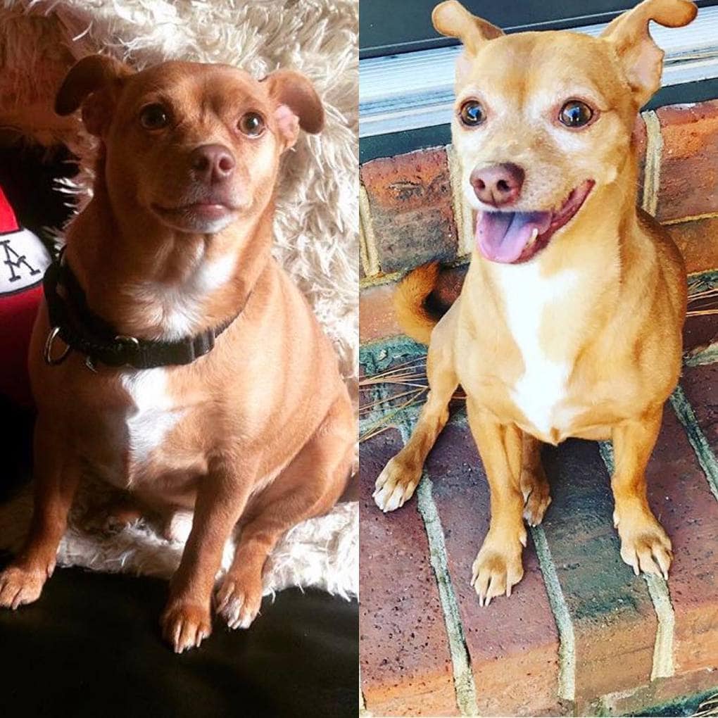 Фотография: 20 фотографий собак до и после того, как они взяли себя в лапы и смогли похудеть №17 - BigPicture.ru